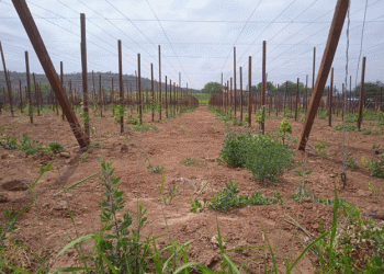 Drought Threatens Vegetable Production in the Cruceños Valleys: Urgent Action Needed