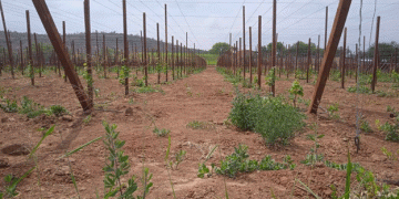 Drought Threatens Vegetable Production in the Cruceños Valleys: Urgent Action Needed
