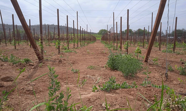 Drought Threatens Vegetable Production in the Cruceños Valleys: Urgent Action Needed