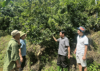 Starting a Farm at 50: The Inspiring Story of a Successful Late-Career Farmer