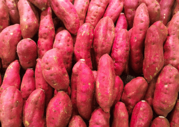 The Rise of Sweet Potato Cultivation in Greece: Opportunities and Challenges