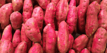 The Rise of Sweet Potato Cultivation in Greece: Opportunities and Challenges