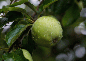 French Apples Take Root in Ecuador: A Green and Growing Market