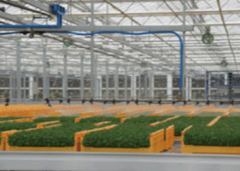 Sprouting Innovation: Murakami Farm Leads Japan’s Future of Vegetable Production