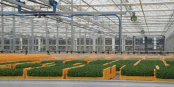 Sprouting Innovation: Murakami Farm Leads Japan’s Future of Vegetable Production