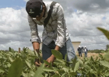 Fuel Shortages Leave Farmers in Uncertainty Ahead of 2024-2025 Agricultural Campaign