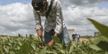 Fuel Shortages Leave Farmers in Uncertainty Ahead of 2024-2025 Agricultural Campaign