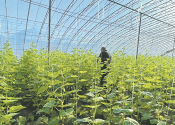 Revolutionizing Vegetable Supply: The Hebei Clean Vegetable Initiative in Beijing