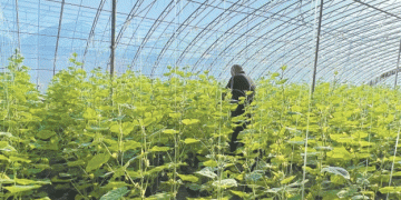 Revolutionizing Vegetable Supply: The Hebei Clean Vegetable Initiative in Beijing