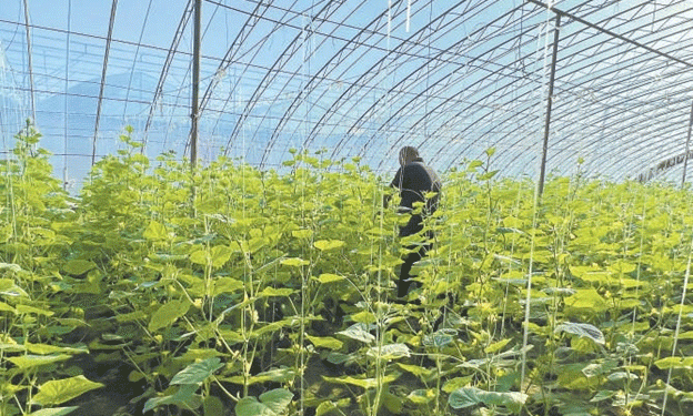 Revolutionizing Vegetable Supply: The Hebei Clean Vegetable Initiative in Beijing