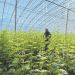Revolutionizing Vegetable Supply: The Hebei Clean Vegetable Initiative in Beijing