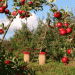 Italy Leads Europe in Organic Farming: 84,000 Farms Driving Sustainable Agriculture
