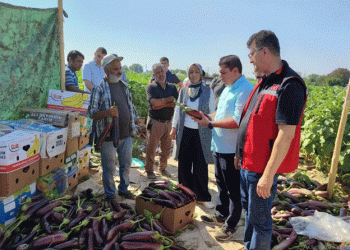 Harvesting the Unique Birecik Eggplant: A Culinary Treasure from Turkey