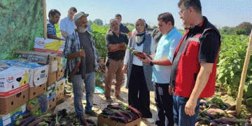 Harvesting the Unique Birecik Eggplant: A Culinary Treasure from Turkey