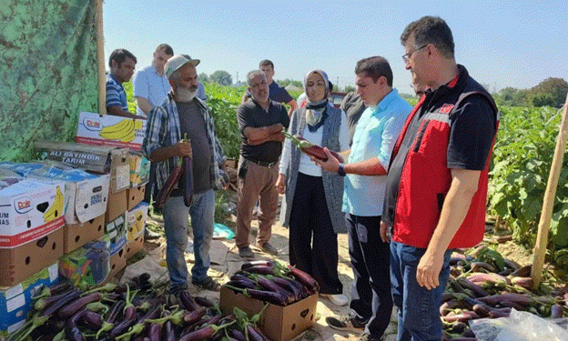 Harvesting the Unique Birecik Eggplant: A Culinary Treasure from Turkey