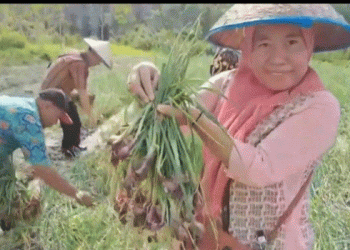 Red Onion Success in OKU: A Model Project for High-Yield Farming and Economic Stability