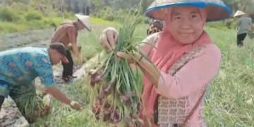Red Onion Success in OKU: A Model Project for High-Yield Farming and Economic Stability