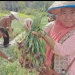 Red Onion Success in OKU: A Model Project for High-Yield Farming and Economic Stability