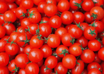 Almería Leads Spain’s Tomato Exports Despite a Decade-Long Decline: Can the Sector Rebound?