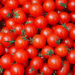 Almería Leads Spain’s Tomato Exports Despite a Decade-Long Decline: Can the Sector Rebound?