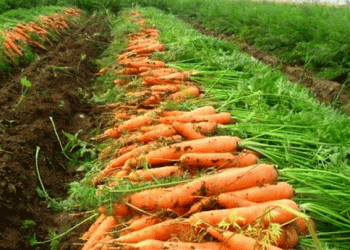 Paraguay’s First Carrot Export to Argentina: A Milestone for Local Farmers