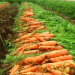 Paraguay’s First Carrot Export to Argentina: A Milestone for Local Farmers