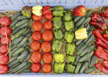 Volgograd Region: Leading the Way in Open-Field Vegetable Production
