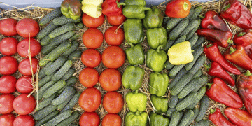 Volgograd Region: Leading the Way in Open-Field Vegetable Production