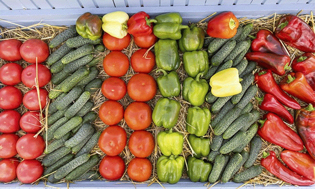 Volgograd Region: Leading the Way in Open-Field Vegetable Production