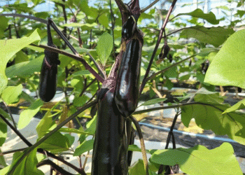 Optimizing Water Supply for Eggplant Cultivation: A Breakthrough in Labor Efficiency and Yield