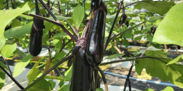 Optimizing Water Supply for Eggplant Cultivation: A Breakthrough in Labor Efficiency and Yield