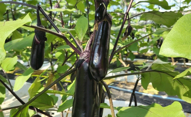 Optimizing Water Supply for Eggplant Cultivation: A Breakthrough in Labor Efficiency and Yield