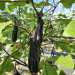 Optimizing Water Supply for Eggplant Cultivation: A Breakthrough in Labor Efficiency and Yield