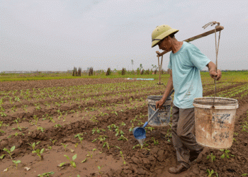 Crop Restructuring in Minh Tân’s Vegetable Hub: A Path to Sustainable Agriculture