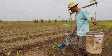 Crop Restructuring in Minh Tân’s Vegetable Hub: A Path to Sustainable Agriculture