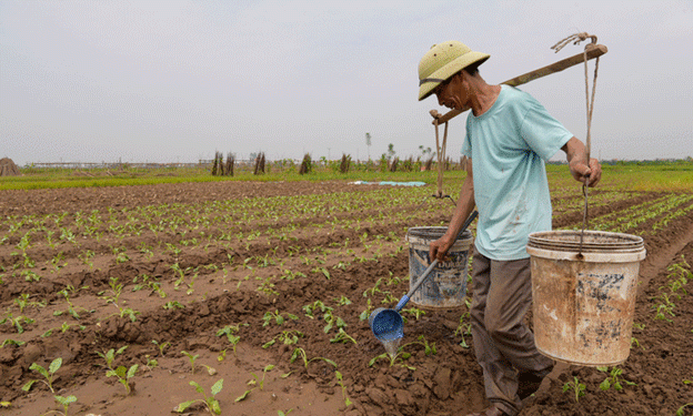 Crop Restructuring in Minh Tân’s Vegetable Hub: A Path to Sustainable Agriculture