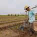 Crop Restructuring in Minh Tân’s Vegetable Hub: A Path to Sustainable Agriculture