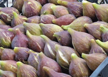 Samsun Leads Turkey in Unique “Purple Eggplant Fig” Production with Geographical Indication on the Horizon
