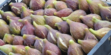 Samsun Leads Turkey in Unique “Purple Eggplant Fig” Production with Geographical Indication on the Horizon
