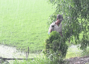Thriving Through Vegetable Farming: How Tiền Giang Farmers Are Rising Above Poverty