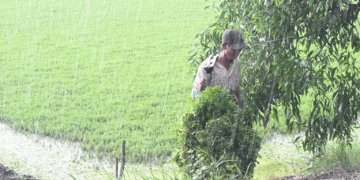 Thriving Through Vegetable Farming: How Tiền Giang Farmers Are Rising Above Poverty