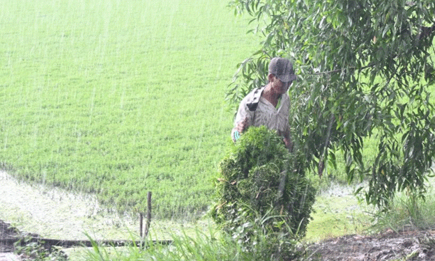 Thriving Through Vegetable Farming: How Tiền Giang Farmers Are Rising Above Poverty