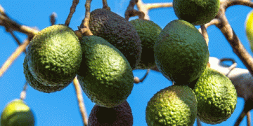 The Future of Avocado Cultivation: Breeding Programs Paving the Way