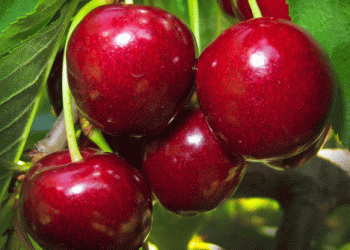 Chilean Fruit Exports Surge: How Cherries, Grapes, and Apples Are Driving Growth in 2024