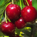 Chilean Fruit Exports Surge: How Cherries, Grapes, and Apples Are Driving Growth in 2024