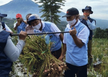 First Red Onion Harvest in Lhokseumawe: A Model for Food Security and Sustainable Agriculture