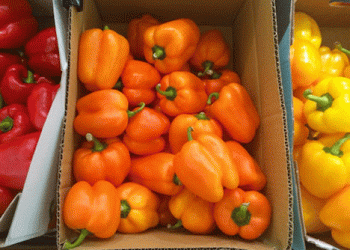 Almería’s Fruit and Vegetable Export Surge: A Seasonal Overview of 2023/24