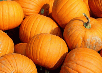 Pumpkin Farming Boosts Farmer’s Daily Profits: A Case Study from Madhubani
