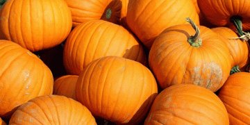 Pumpkin Farming Boosts Farmer’s Daily Profits: A Case Study from Madhubani