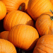 Pumpkin Farming Boosts Farmer’s Daily Profits: A Case Study from Madhubani
